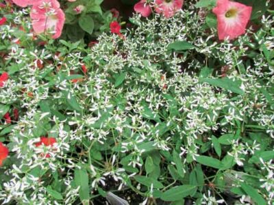 Caring for a Container Garden